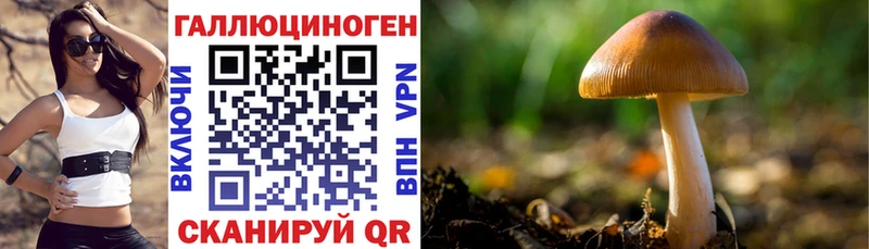 дарнет шоп  Похвистнево  Псилоцибиновые грибы мицелий 
